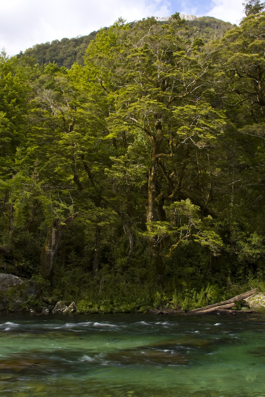 Forest Along Shore OF Clinton River